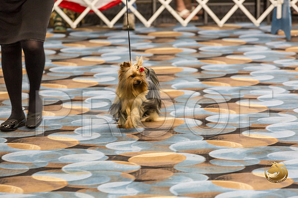 Yorkshire Terrier Thurs Winners Dog S2_JJJ_5424-OKCToy2019-HR3