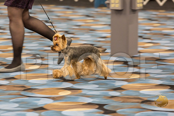 Yorkshire Terrier Thurs Cut Down 7 to 10 S2_JJJ_7261-OKCToy2019-HR3