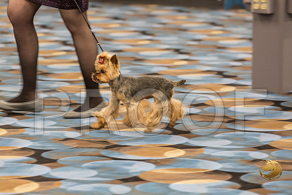 Yorkshire Terrier Thurs Cut Down 7 to 10 S2_JJJ_7262-OKCToy2019-HR3