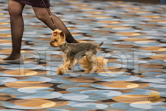 Yorkshire Terrier Thurs Cut Down 7 to 10 S2_JJJ_7263-OKCToy2019-HR3