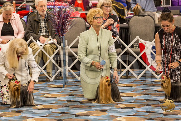 Yorkshire Terrier Thurs BOB S2_JJJ_6597-OKCToy2019-HR3