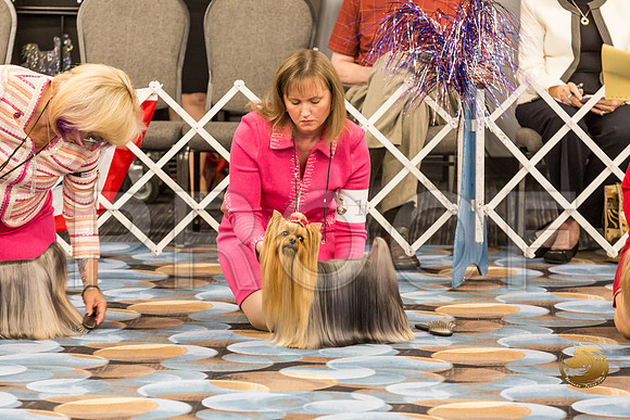 Yorkshire Terrier Thurs BOB S2_JJJ_6602-OKCToy2019-HR3