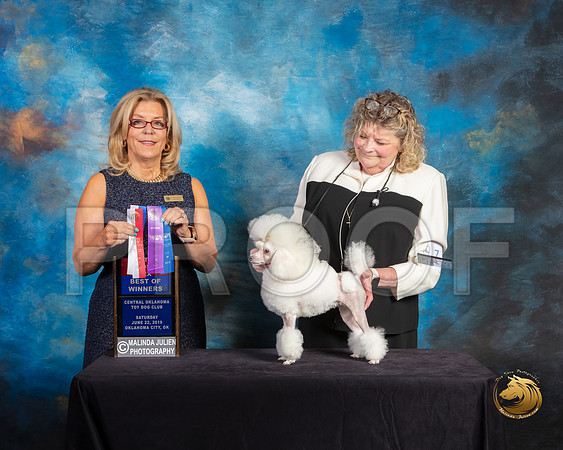 Poodle Toy #18 Sat BOS Judge Debra Ferguson Jones_SSR_9847-©ToyOKC2019-HR3