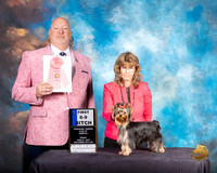 Yorkshire Terrier #86 Fri 6 to 9 1st Judge Bill Hinds