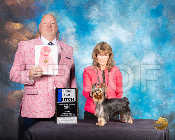 Yorkshire Terrier #86 Fri 6 to 9 1st Judge Bill Hinds_SSR_9608e1-©ToyOKC2019-HR3