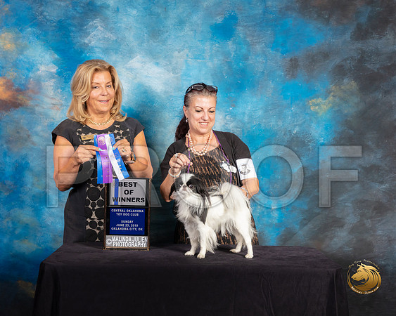 Japanese Chin #6 Sun BOW Judge Debra Ferguson Jones_SSR_9992-©ToyOKC2019-HR3