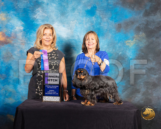 Cavalier King Charles Spaniel #16 Sun WBJudge Debra Ferguson Jones_SSR_9997-©ToyOKC2019-HR3