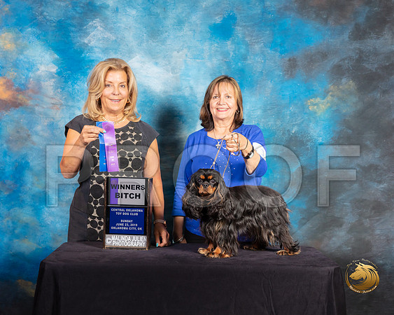 Cavalier King Charles Spaniel #16 Sun WBJudge Debra Ferguson Jones_SSR_9999-©ToyOKC2019-HR3