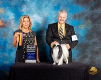Japanese Chin #9 Sun BOB GrCh Judge Debra Ferguson Jones