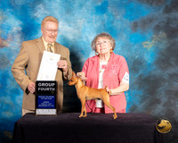 Miniature Pinscher #17 Sun G4 Judge Dana Plonkey