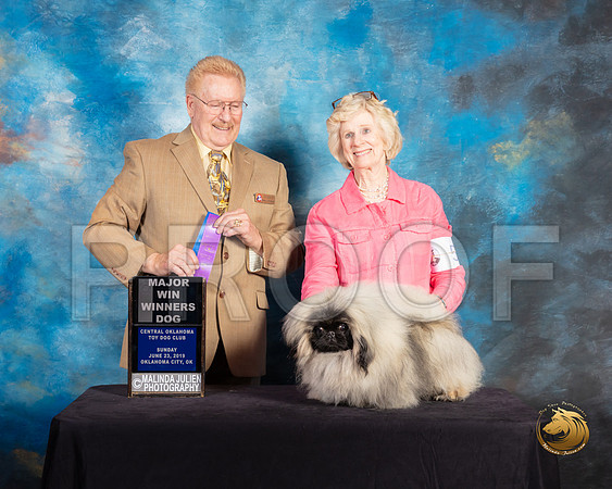 Pekingese #5 Sun WD Judge Dana Plonkey_SSR_0009-©ToyOKC2019-HR3