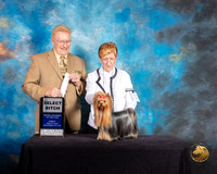 Yorkshire Terrier #132 Sun SB Judge Dana Plonkey