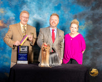 Yorkshire Terrier #27 Sun BOB Judge Dana Plonkey