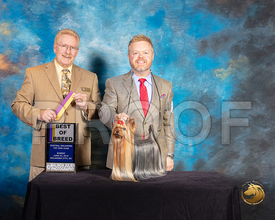 Yorkshire Terrier #27 Sun BOB Judge Dana Plonkey_SSR_9964-©ToyOKC2019-HR3
