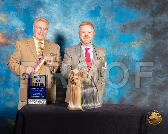 Yorkshire Terrier #27 Sun BOB Judge Dana Plonkey_SSR_9965-©ToyOKC2019-HR3