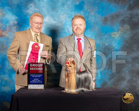 Yorkshire Terrier #27 Sun G2 Judge Dana Plonkey_SSR_0015-©ToyOKC2019-HR3