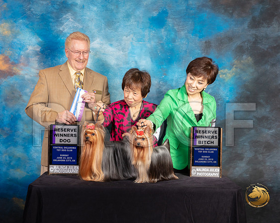 Yorkshire Terrier #33 RWD #28 RWB Judge Dana Plonkey_SSR_9974-©ToyOKC2019-HR3