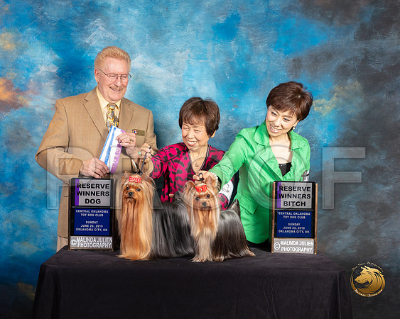 Yorkshire Terrier #33 RWD #28 RWB Judge Dana Plonkey_SSR_9975-©ToyOKC2019-HR3