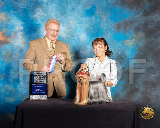 Yorkshire Terrier #61 Sun Judge Dana Plonkey_SSR_9968-©ToyOKC2019-HR3