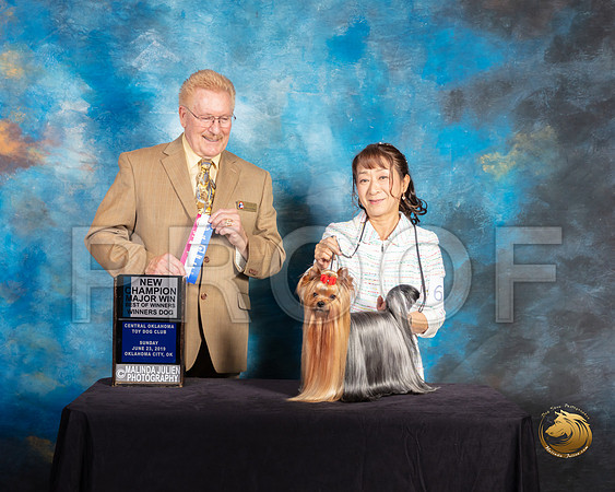 Yorkshire Terrier #61 Sun Judge Dana Plonkey_SSR_9970-©ToyOKC2019-HR3