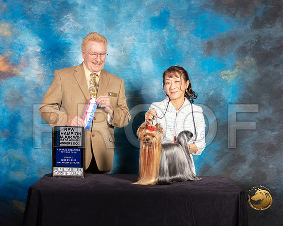 Yorkshire Terrier #61 Sun Judge Dana Plonkey_SSR_9971-©ToyOKC2019-HR3