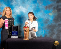 Yorkshire Terrier #61 Sun OHG1 Judge Debra Ferguson Jones