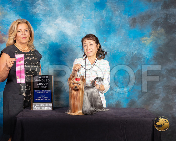 Yorkshire Terrier #61 Sun OHG1 Judge Debra Ferguson Jones_SSR_0025-©ToyOKC2019-HR3