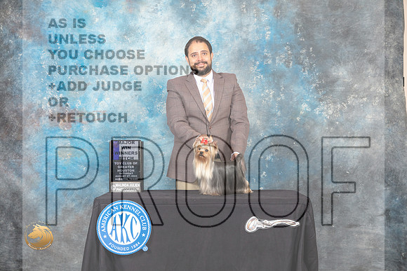 Yorkshire Terrier #28 Sat WBM Judge Brad Jenkins_MJ_0067_HstnTOY_2022_HR3