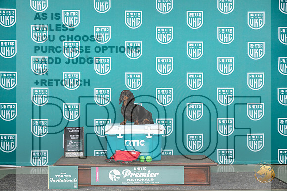 Dachshund #485 ATDBIS Judge Lori Sargent__JP_2906_Premier_2024_HR3