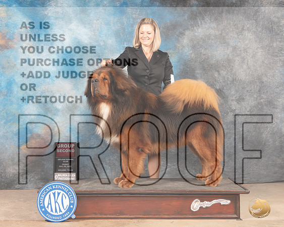 Tibetan Mastiff #5 Fri G2 Judge Joan Liebes-MMJ_3248-Addison2022-HR3