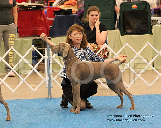 Weim-0917