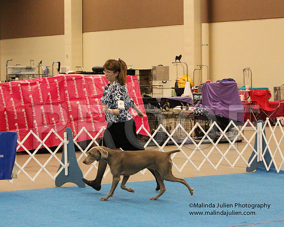 Weim-0845