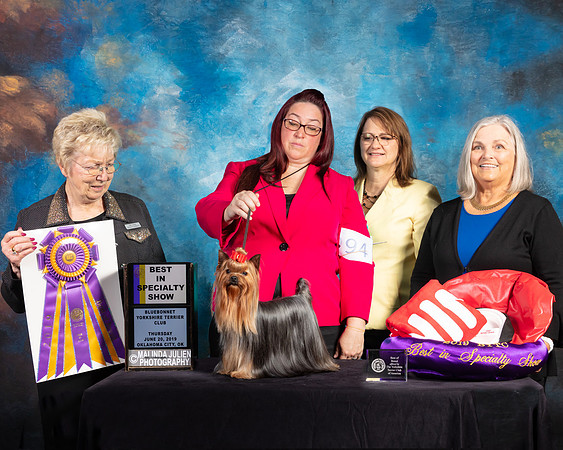Yorkshire Terrier #94 Thurs BISS Judge Janice G Pardue_SSR_9510e1-©ToyOKC2019-HR3