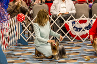 Diana Summers #6 OKC Toy 2019 AMD