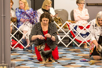 Jackie Kuk Yorkie OKC 2019 AMD