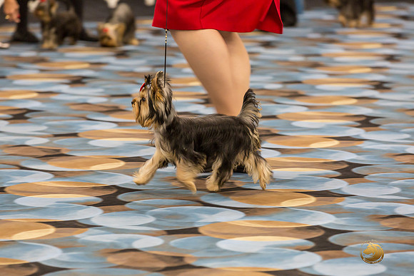 Yorkshire Terrier Thurs 6 to 9 B S2-JJJ_5570-HR3