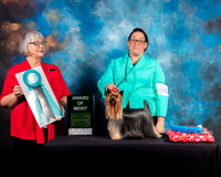 Yorkshire Terrier #94 Thur AOM Judge Deborah Barrett