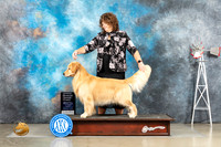 Golden Retreiver #11 Sat OHG1 Judge Debra Thornton