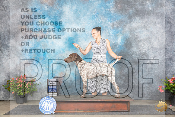 Germa Shorthaired Pointer #5 Sat SD Judge Christie Martinez__JP_4749_San Antonio_2024_HR3