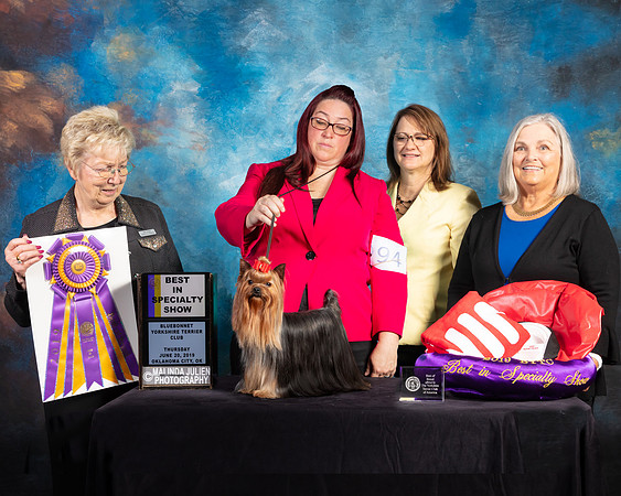 Yorkshire Terrier #94 Thurs BISS Judge Janice G Pardue_SSR_9510e2-©ToyOKC2019-HR3
