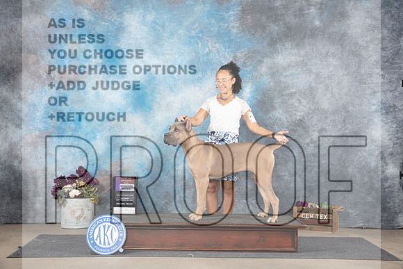 Cane Corso #14 Sat WBBOS Judge Joan Liebes__JP_7096_Belton_2024_HR3