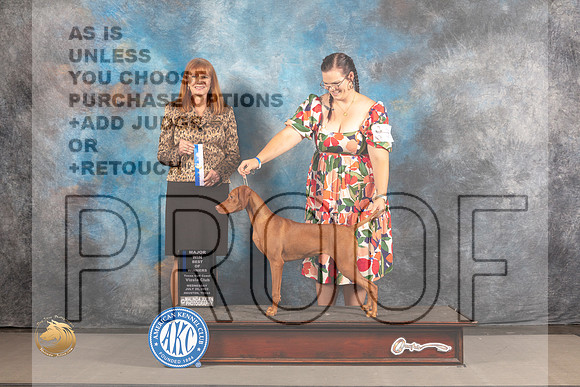 Vizsla #42 WED WB BOW Major Judge Linda Hurlebaus_MJ_2550_Houston_2022_HR3