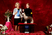 Chinese Crested Sat S2 G1 Zelda Cassanova