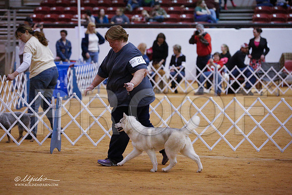 husky-3297-GRJan14-HR