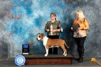 American Staffordshire Terrier #5 Sat G1 Judge Gerard Penta