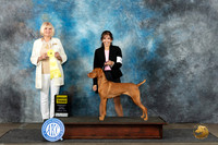 Vizsla #6 Mon G3 Judge Debra Thornton