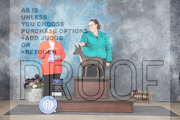 American Hairless Terrier #5 Sat WDBOW Judge Gloria Kerr_JP_7041e_Belton2024_HR3