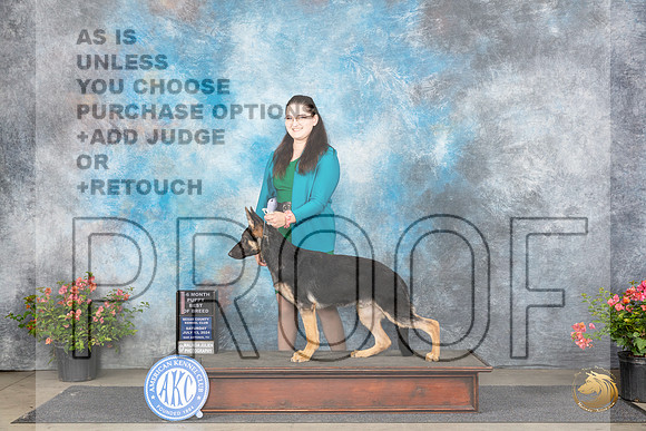 German Shepherd Dog #5 Sat PBOB Judge Wendy G Willhauck__JP_4730_San Antonio_2024_HR3