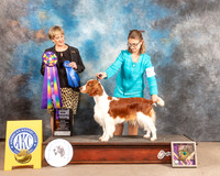 Welsh Springer Spaniel #30 Fri WB Judge Peggy Beisel McIlwaine
