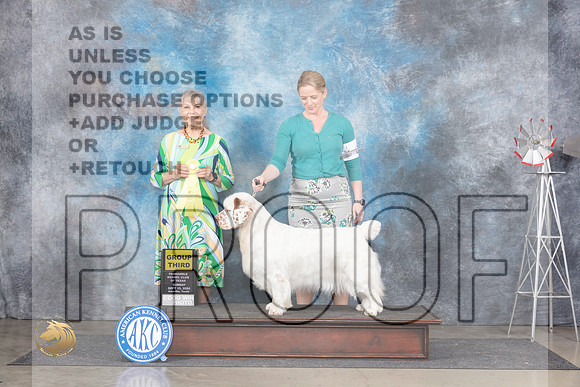 Clumber Spaniel #8 Sun G3 Judge Jill Warren__JP_6471_Amarillo_2024_HR3